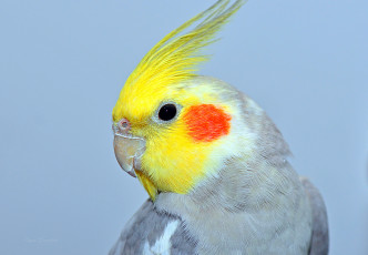 Картинка животные попугаи портрет попугай фон хохолок взгляд