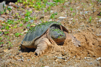 Картинка животные Черепахи песок ряска черепаха
