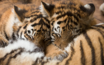 Картинка животные тигры кошки мех сон тигрята амурский тигр детёныши котята спят