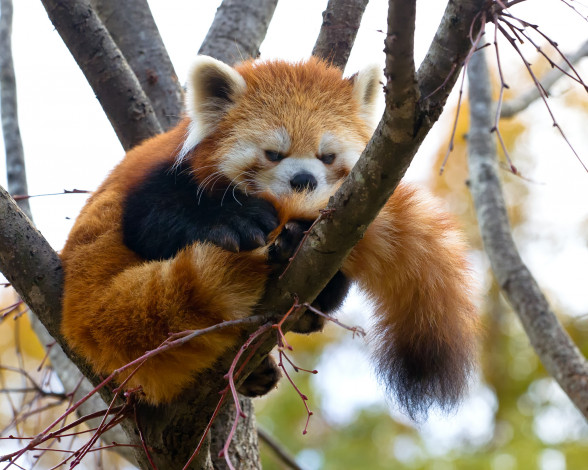 Обои картинки фото животные, панды, firefox, красная, панда, ветка, дерево, малая, моя, прелесть