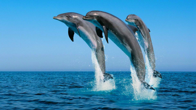 Обои картинки фото животные, дельфины, небо, прыжок, вода, брызги, море
