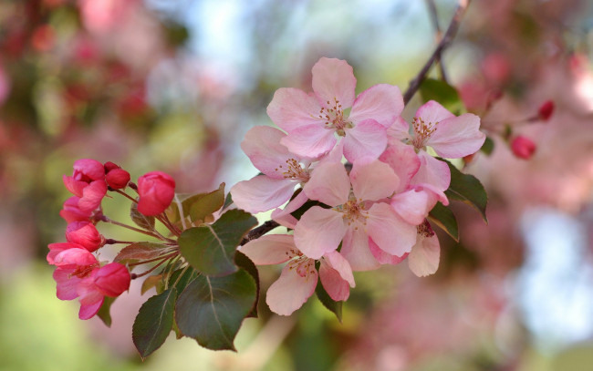Обои картинки фото цветы, цветущие деревья ,  кустарники, розовый, цветение, ветка, весна, макро