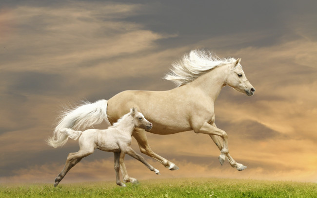Обои картинки фото животные, лошади, жеребёнок, трава, бег, бежит, кони, лошадь