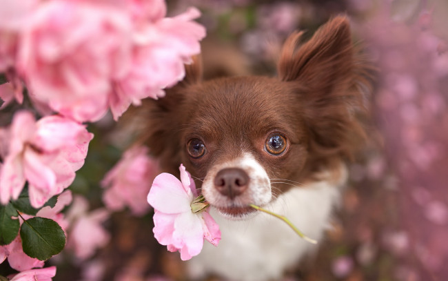 Обои картинки фото животные, собаки, друг, взгляд, цветок, собака