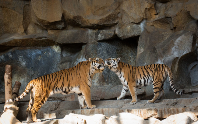 Обои картинки фото животные, тигры, кошки, камни, амурский, тигр, пара