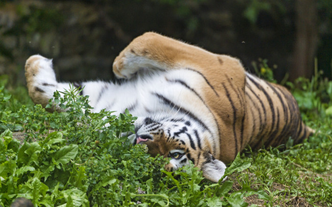 Обои картинки фото животные, тигры, тигр, амурский, кошка, трава, отдых