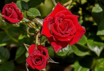 Картинка цветы розы макро бутоны