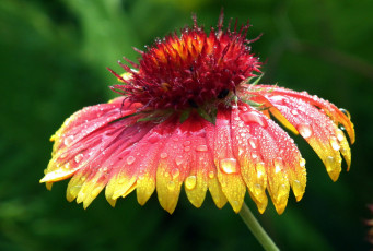 Картинка цветы рудбекия капли макро