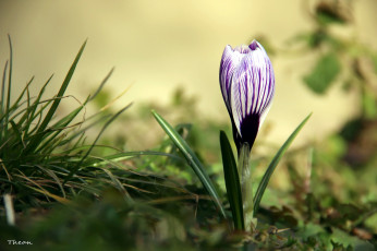 Картинка цветы крокусы первоцвет полосатый одиночка