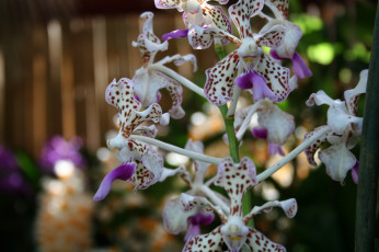 Картинка цветы орхидеи экзотика пестрые