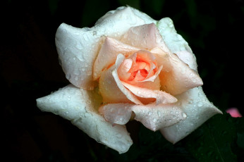 Картинка цветы розы капли макро