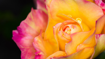 Картинка цветы розы фон макро капли роза лепестки