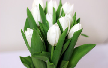 Картинка цветы тюльпаны бутоны белый