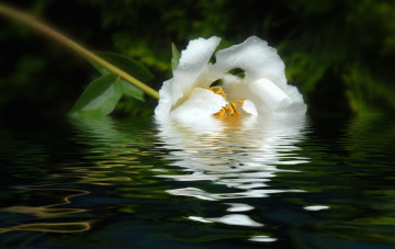 Картинка цветы пионы вода пион