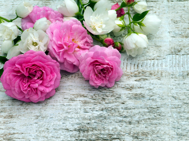 Обои картинки фото цветы, разные вместе, розовый, белый