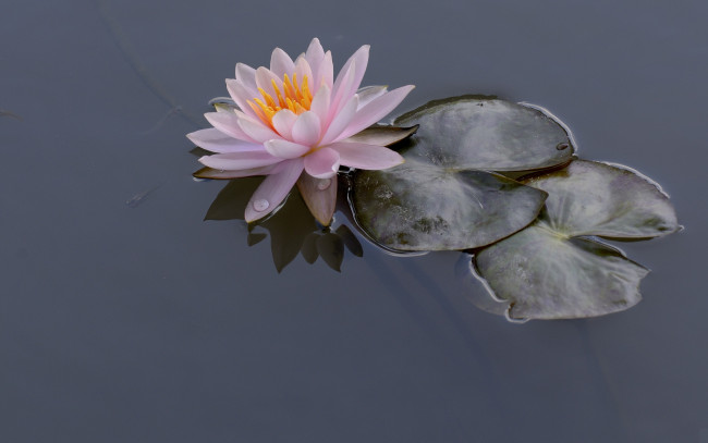 Обои картинки фото цветы, лилии водяные,  нимфеи,  кувшинки, озеро, лилия