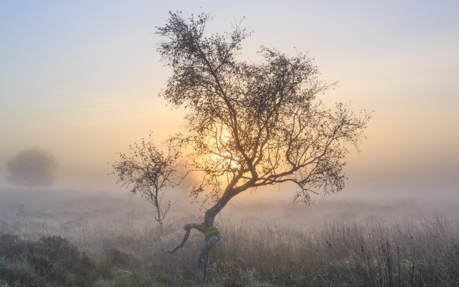 Обои картинки фото природа, деревья, осень, утро, туман