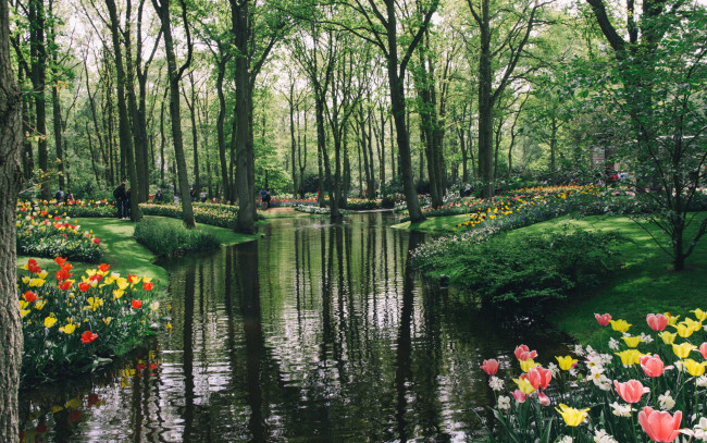 Обои картинки фото природа, парк, деревья, кусты, пруд, тюльпаны, цветы, keukenhof, нидерланды