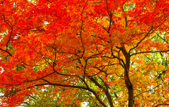 Обои картинки фото природа, деревья, багрянец, листья, дерево, ствол, крона, осень