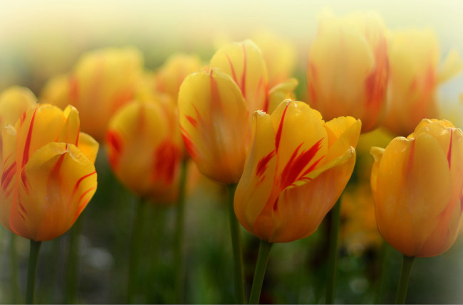 Обои картинки фото цветы, тюльпаны, жёлтые