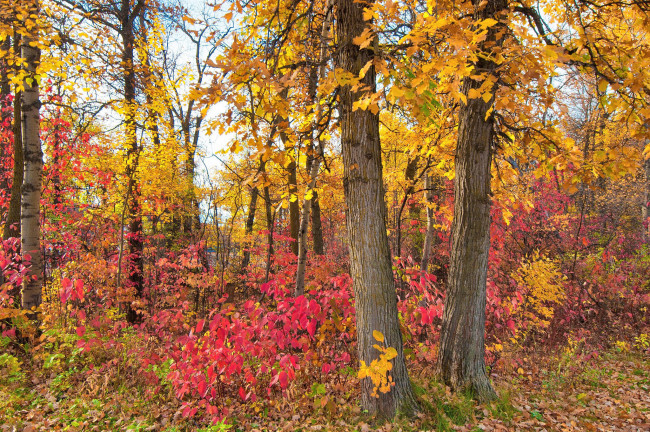 Обои картинки фото природа, лес, осень, листья, деревья, багрянец