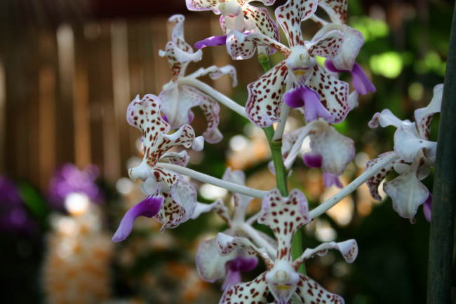 Обои картинки фото цветы, орхидеи, экзотика, пестрые