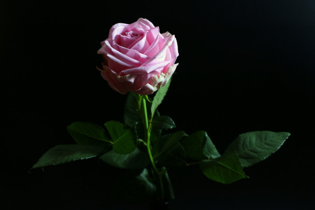 Обои картинки фото цветы, розы, бутон, лепестки