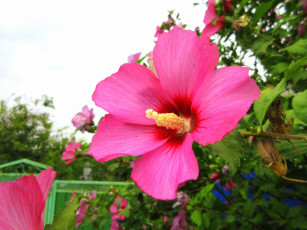 Картинка цветы гибискусы розовые