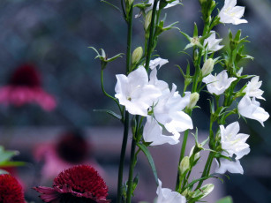 Картинка цветы колокольчики белый