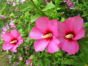 Картинка гибискус цветы гибискусы розовые