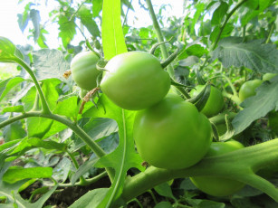 Картинка природа плоды помидоры томаты