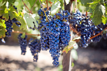 Картинка природа Ягоды +виноград ягоды гроздья виноград урожай