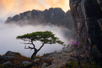 Картинка природа горы цветы сосна туман облака трава пейзаж куст скала дерево