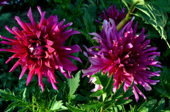 Картинка цветы георгины фиолетовые