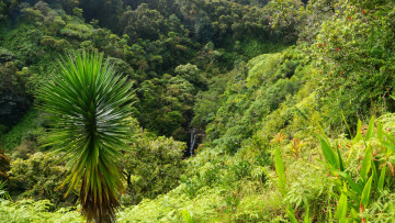 Картинка природа парк тропический пальма заросли