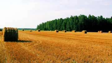Картинка природа поля осень стога поле сжатое стерня