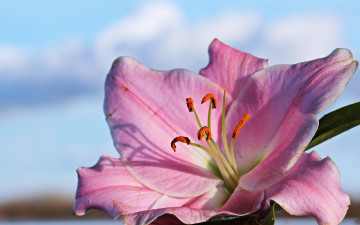 Картинка цветы лилии +лилейники лилия цветок небо