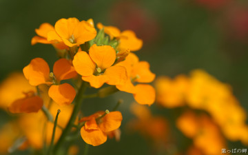Картинка цветы оранжевые соцветие