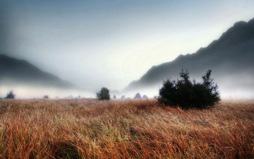 Картинка природа луга горы туман утро кусты трава