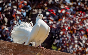 Картинка животные голуби балка птица голубь природа