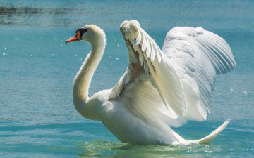 Картинка животные лебеди размах птица крылья лебедь вода