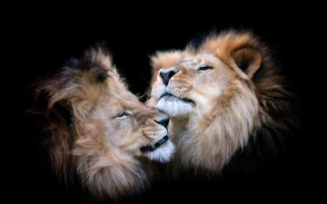 Картинка животные львы звери фон