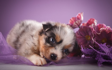 Картинка животные собаки щенок австралийская овчарка цветы взгляд