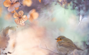 Картинка животные зарянки+ малиновки малиновка робин природа птичка коллаж зарянка листья реполов ветки мухоловка