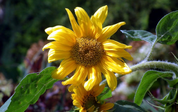 Картинка цветы подсолнухи желтый солнечный