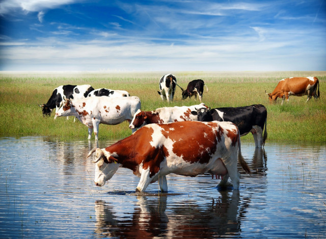 Обои картинки фото животные, коровы,  буйволы, трава, небо, водоем, стадо