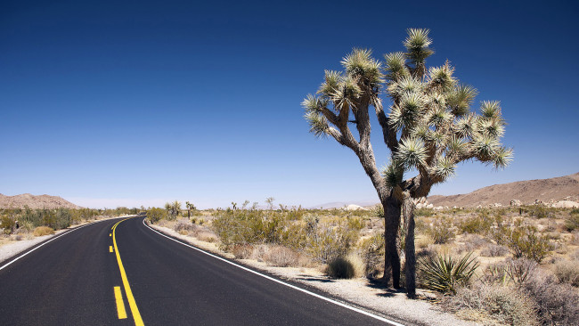 Обои картинки фото природа, дороги, дерево, пустыня, дорога, разметка, шоссе
