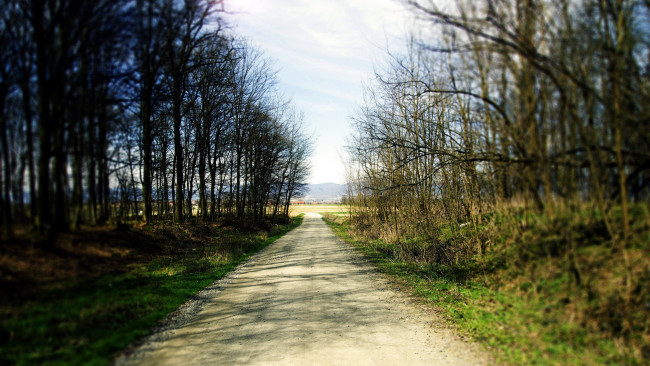 Обои картинки фото природа, дороги, весна, деревья, дорога, проселочная