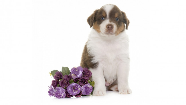 Обои картинки фото животные, собаки, фиолетовые, цветы, белый, фон