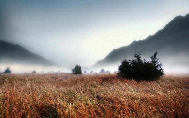 Обои картинки фото природа, луга, горы, туман, утро, кусты, трава